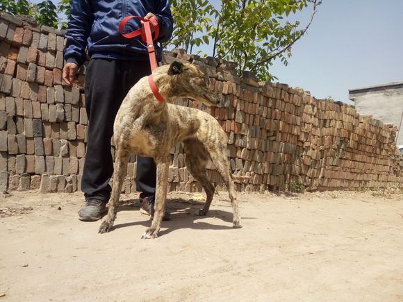 南宫犬业最新配种价格详解