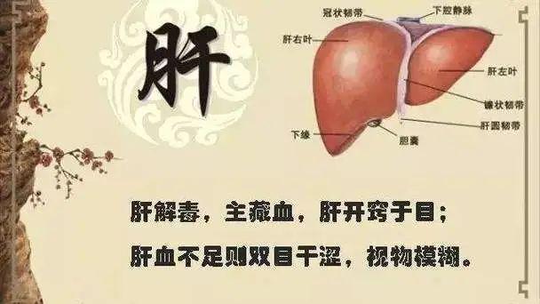 中医肝脏调理与压力缓解之道